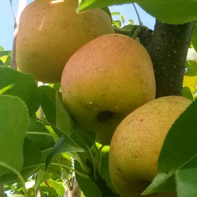 寧蒗縣電子商務公共服務中心 聚焦高原特色優質農產品，發布供求信息與商務咨詢服務